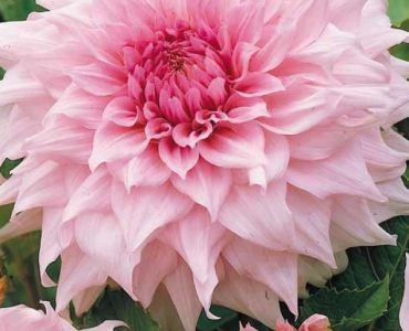 Далия Shilo Noelle