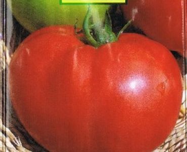 домати Хоумстед