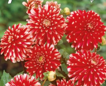 Далия Decorative Little Tiger (ниска)