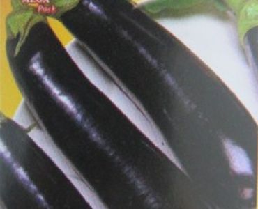 патладжан Дълъг виолетов 