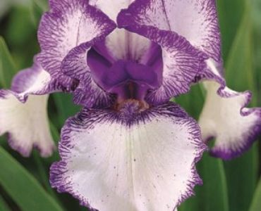 Ирис Germanica blue/white