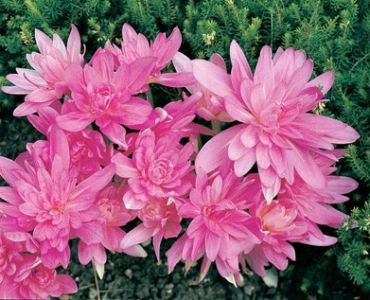 Есенен минзухар кичест (Colchicum Waterlily)