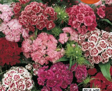 Топ Карамфил кичест микс (нисък)`SG