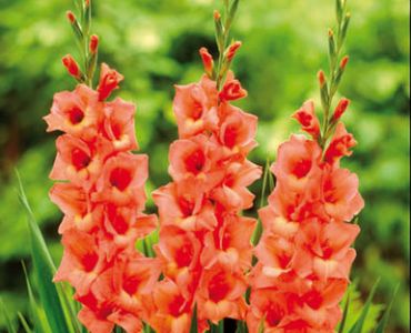 гладиол Jessica