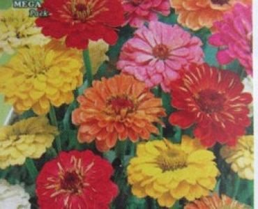 Циния Калифорнийски гигант