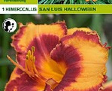 хамерокалис San louis halloween (Ароматен)