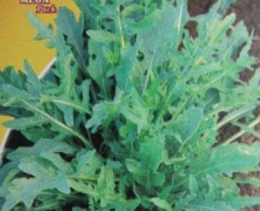 Рукола - дива