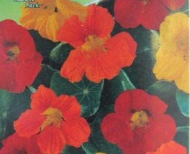 Латинка ниска