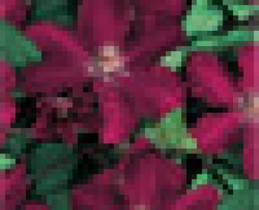 Клематис 'Ville de Lyon' (вишнав)