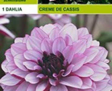 далия Creme de Cassis