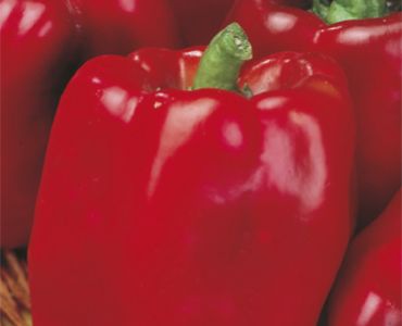 пипер Калифорнийско чудо- червен`SG