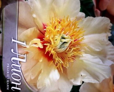 Божур Prairie Charm