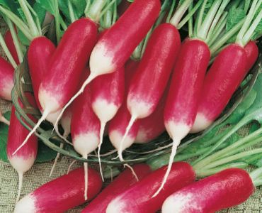 репички Famboyant`SG