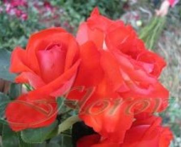 Облагородена катереща роза Флоров: Каталожен номер 50