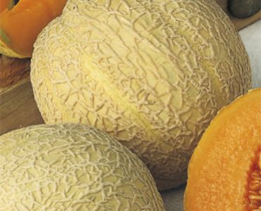 пъпеш Arancino`SG