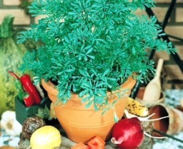 Рута (седевче)