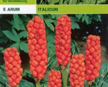 Арум (Arum Italicum)
