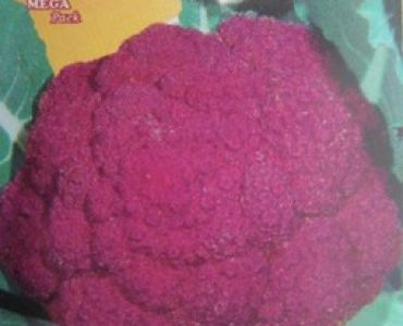 карфиол Червен