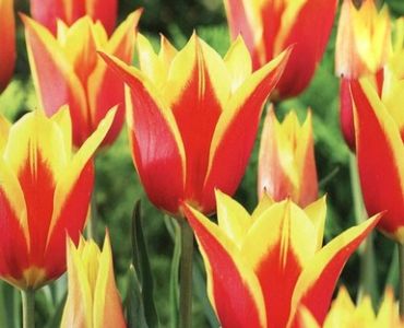 лале Lilyflowering Synaeda King