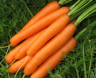 моркови Карвейо