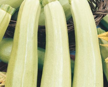 тиквички Bianco di Sicilia`SG