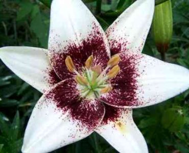 Лилиум White pixels 12/14