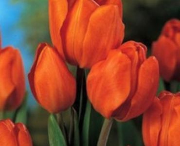 лале Multiflora orange bouquet