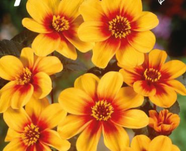 Далия Mignon Sunshine