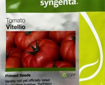 домати Вителио F1