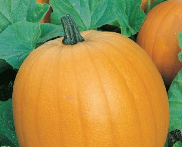 тиква Мамут Голд`SG