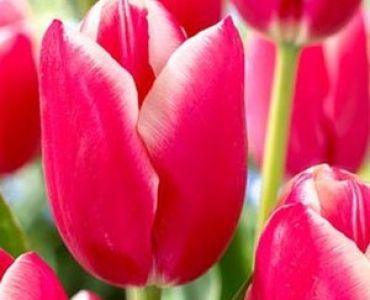 лале Various Lucky Strike