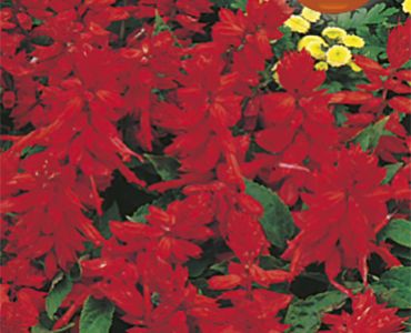 Салвия - пламъче (ниско)