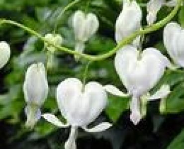 Дамско сърце бяло (Dicentra spectabilis alba)