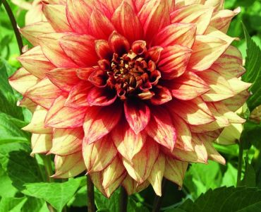 Далия Dazzling Magic