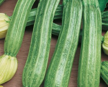 тиквички Романеско`SG