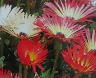 Месембриантемум