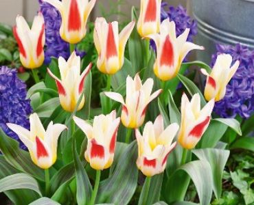 Лале Botanical Johan Strauss