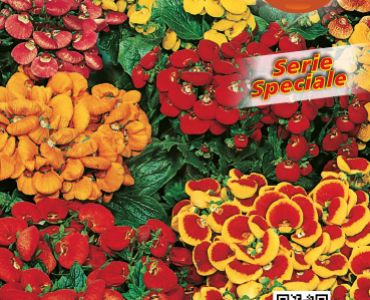 Калцеолария (пантофче)`SG