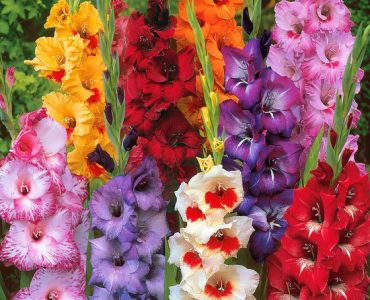 Гладиоли Микс