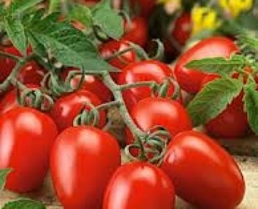 домати Керо F1