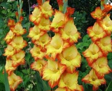 гладиол Halloween