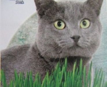 Котешка трева