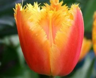 Лале Crispa lambada