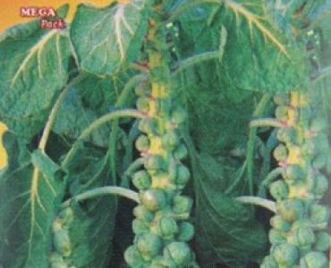 зеле Брюкселско - Лонг Айлънд