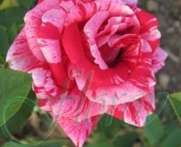 Облагородена храстовидна роза Флоров: Каталожен номер 48