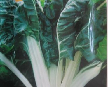 Манголд (Verde Larga Argentata 2)