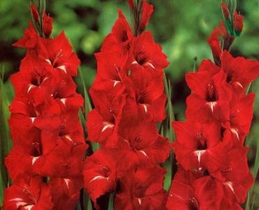 Гладиол Traderhorn