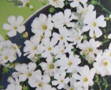 Гипсофила - бяла