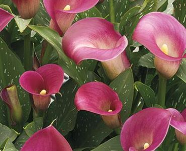 кала Purple Sensation (пакет)