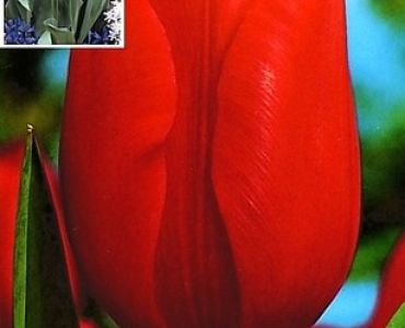 лале Various Cassini